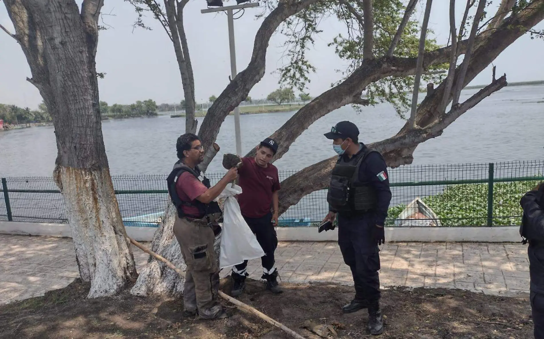 Capturan otra víbora voladora en Altamira Rubén Hervert Zarate (2)